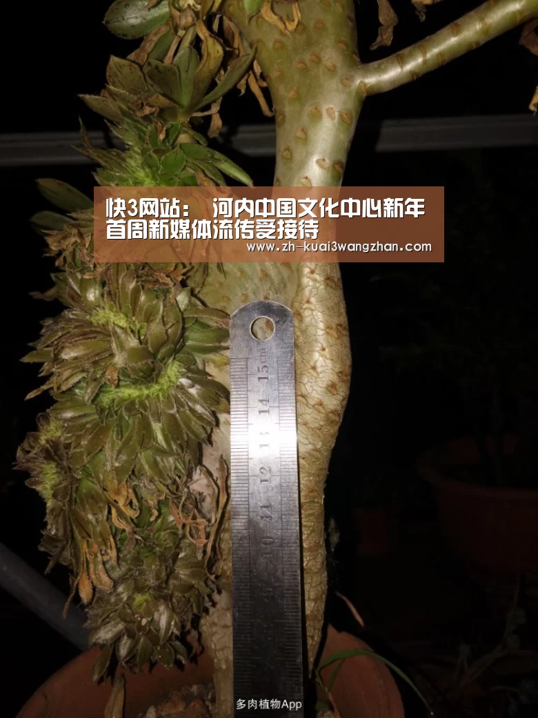 快3网站:
河内中国文化中心新年首周新媒体流传受接待(图2) 快3网站